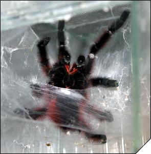 Avicularia versicolor   