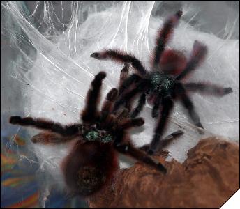 Avicularia versicolor 