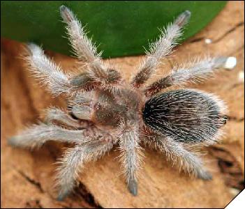 Grammostola rosea   3 .