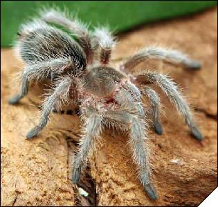 Grammostola rosea   3 .