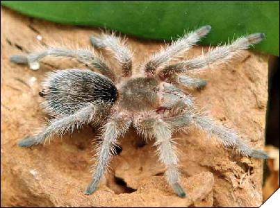 Grammostola rosea   3 .