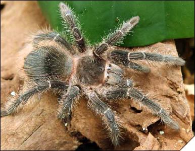 Lasiodora parahybana   7 