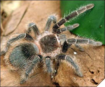 Lasiodora parahybana   7 