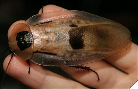 Blaberus giganteus  