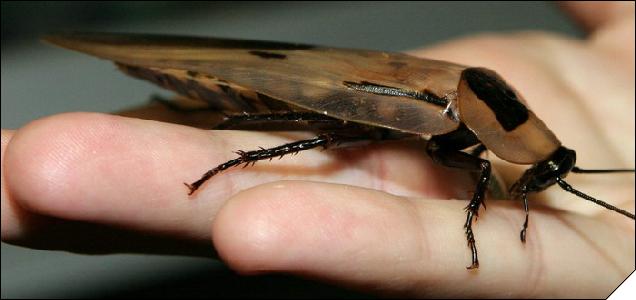 Blaberus giganteus  