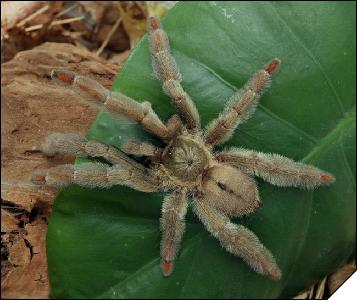 Psalmopoeus cambridqei  4 