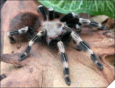 Nhandu chromatus  