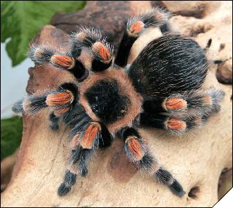 Brachypelma smithi  