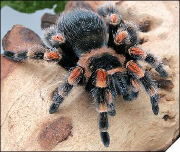 Brachypelma smithi  