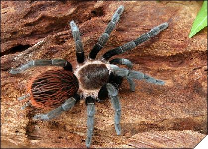 Brachypelma epicureanum  5.