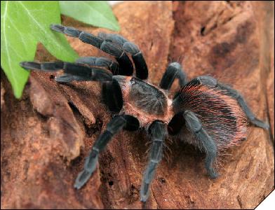 Brachypelma epicureanum  5.