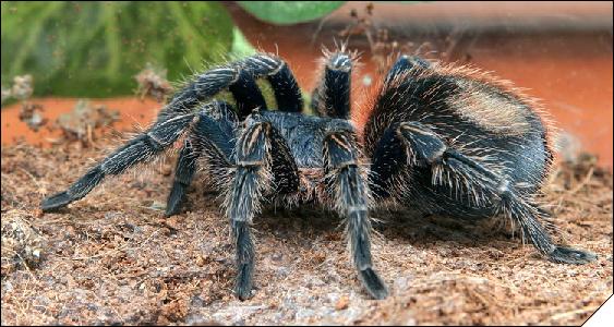 Trixopelma cyaneum  