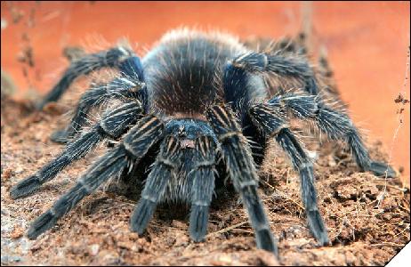 Trixopelma cyaneum  