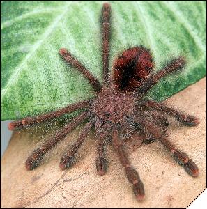 Avicularia bicegoi  