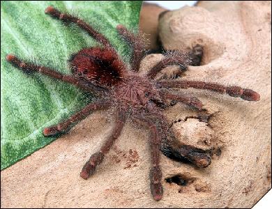 Avicularia bicegoi  