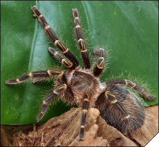 Grammostola aureostriata  4 