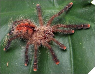 Avicularia huriana  2. 