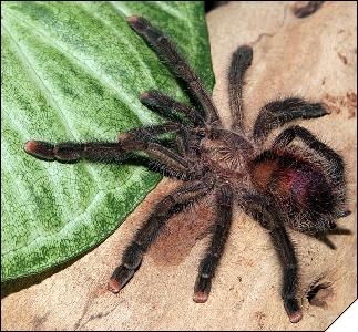 Avicularia huriana  