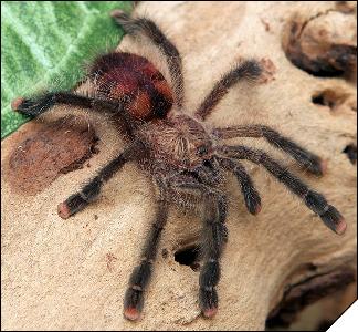 Avicularia huriana  