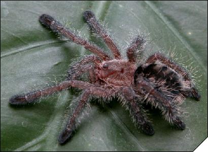 Avicularia purpurea  2. 