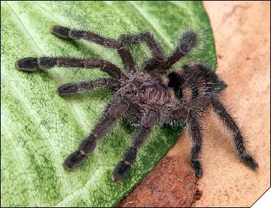 Avicularia purpurea  