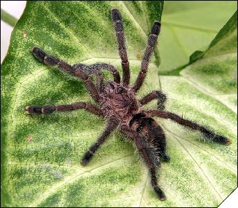 Avicularia purpurea  