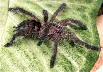 Avicularia purpurea  