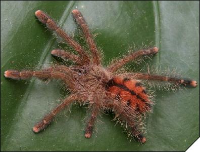 Avicularia urticans  2. 