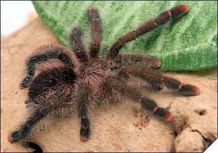 Avicularia urticans  