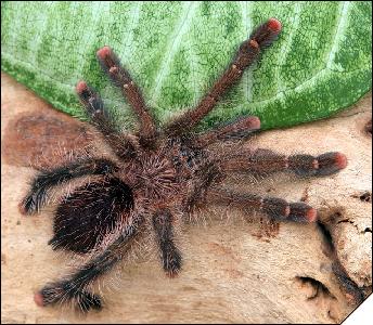 Avicularia urticans  