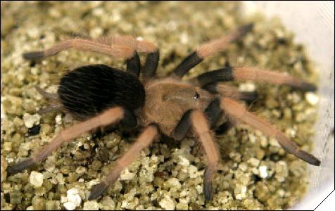 Brachypelma baumgarteni  