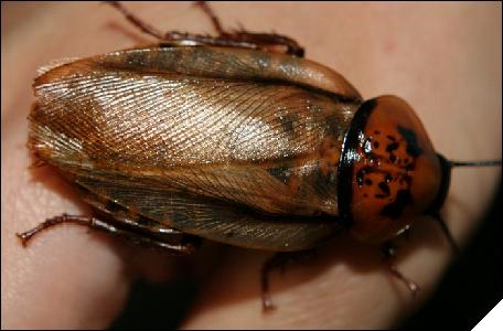 Eublaberus positans 