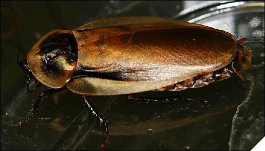 Blaberus boliviensis 