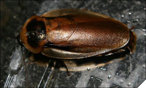 Blaberus boliviensis 