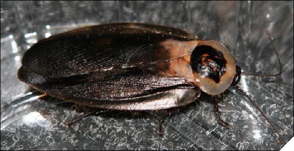 Blaberus cranifer black 