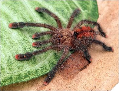 Avicularia sp. Peru  