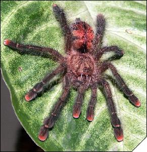 Avicularia sp. Peru  