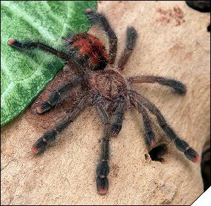 Avicularia sp. Peru  