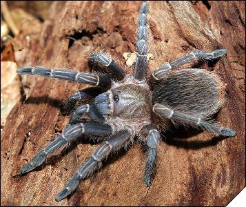 Aphonopelma seemanni  4 