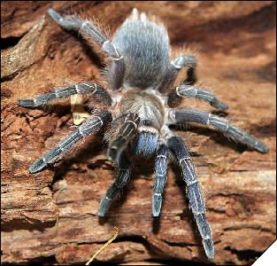 Aphonopelma seemanni  4 