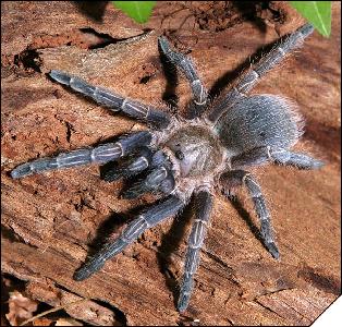 Aphonopelma seemanni  4 