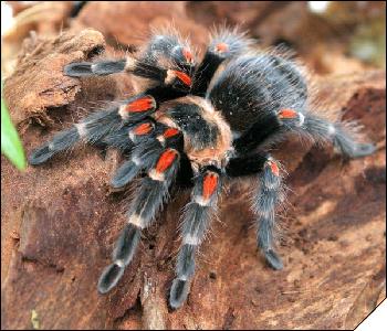 Brachypelma auratum  