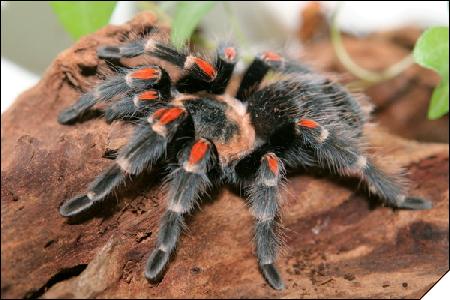 Brachypelma auratum  