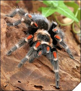 Brachypelma auratum  