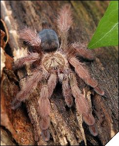 Psalmopoeus pulcher  3