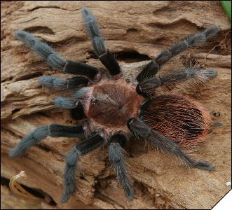 Brachypelma vagans  4 