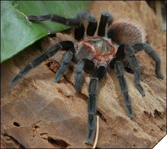 Brachypelma vagans  4 