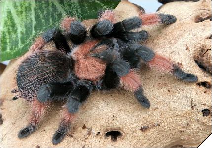 Brachypelma emilia  