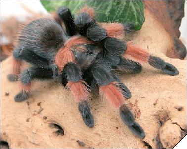 Brachypelma emilia  