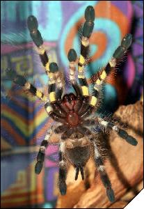 Poecilotheria striata  5. 